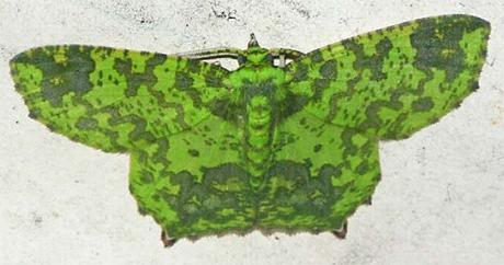 Alloeopage cinerea