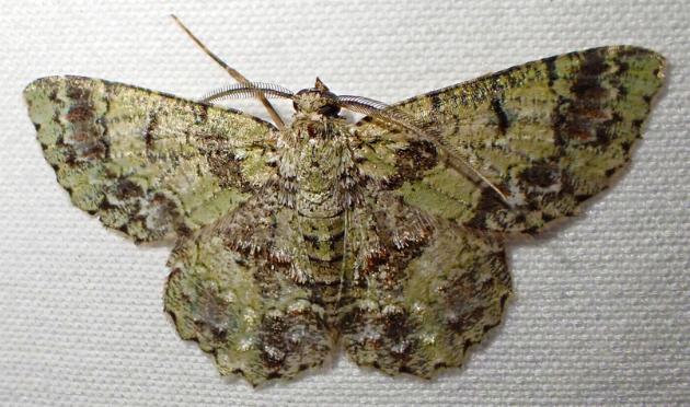Hypodoxa conspurcata