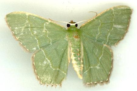 Hemithea doddi