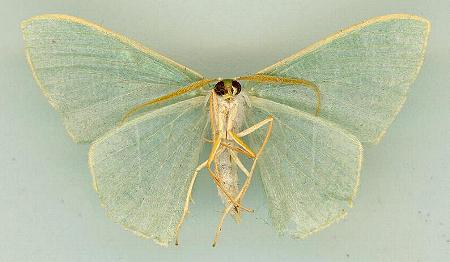 Thalassodes dorsilinea