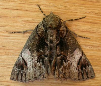 Heliomystis electrica