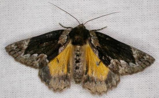 Heliomystis electrica