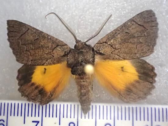 Heliomystis electrica