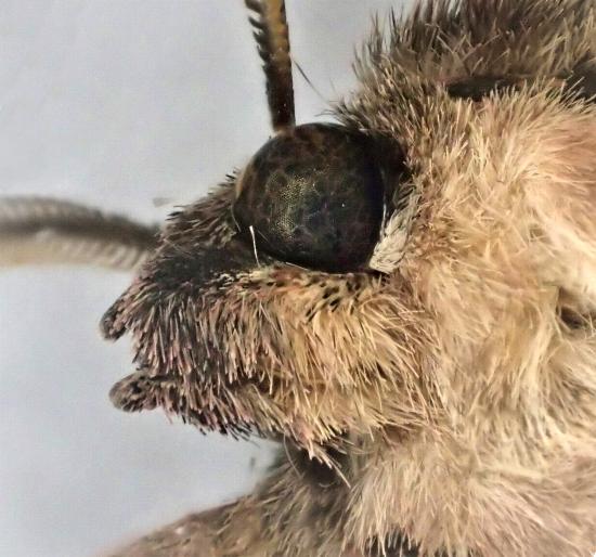 Heliomystis electrica