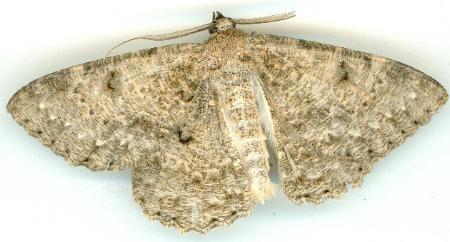 Hypodoxa erebusata