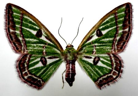 Hemichloreis exoterica