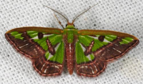 Hemichloreis exoterica