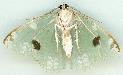 Anisozyga fascinans