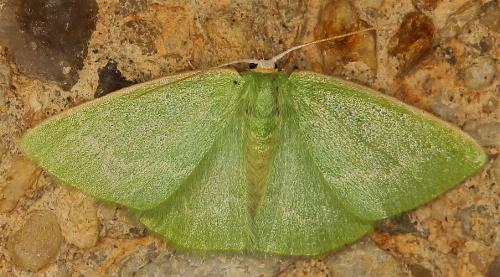 Comostolopis germana