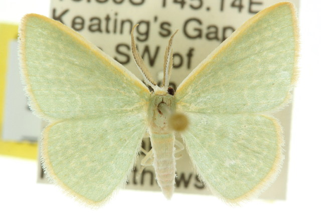 Cymatoplex halcyone