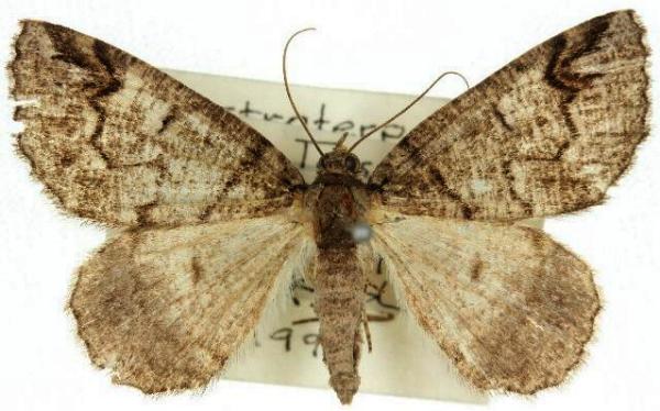 Austroterpna idiographa