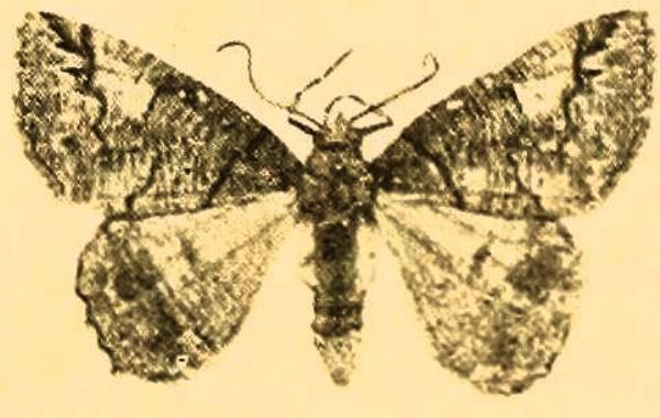 Austroterpna idiographa