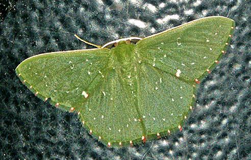 Prasinocyma iosticta
