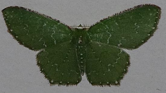 Eucyclodes lithocrossa