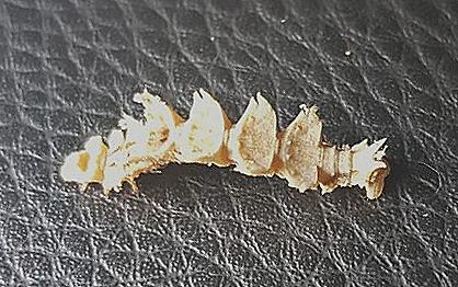Anisozyga metaspila