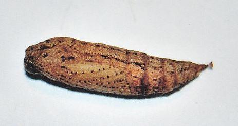 Anisozyga metaspila