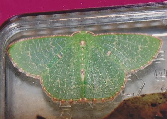 Anisozyga metaspila