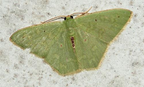 Metallochlora militaris