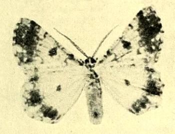 Aeolochroma mniaria