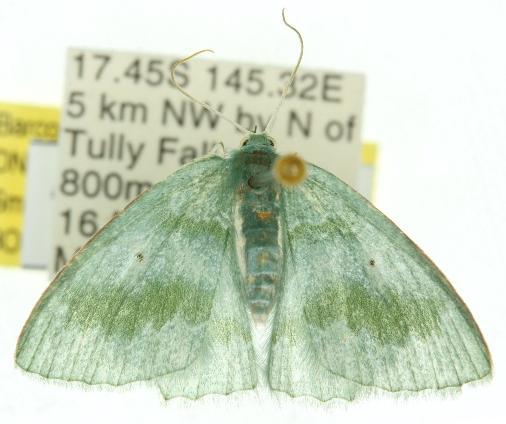 Maxates multitincta