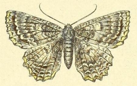 Hypodoxa muscosaria