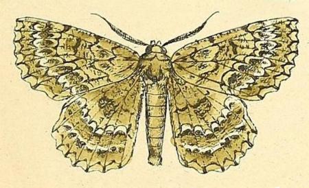 Hypodoxa muscosaria