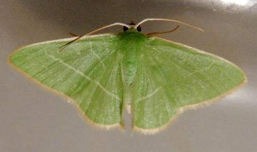 Metallochlora neomela