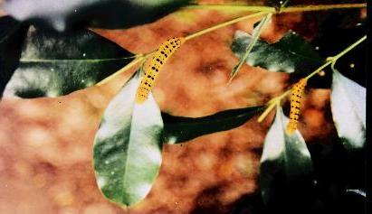 Dysphania numana