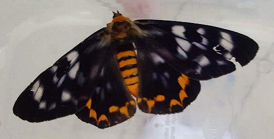 Dysphania numana