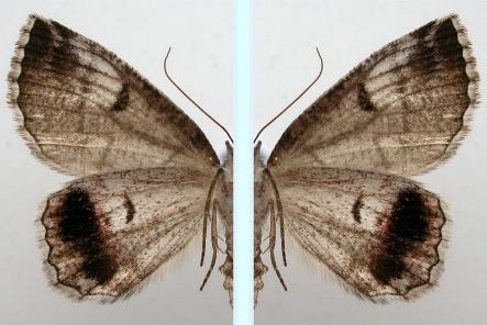 Austroterpna paratorna