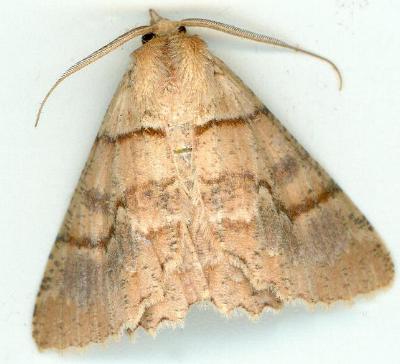 Hypodoxa paroptila