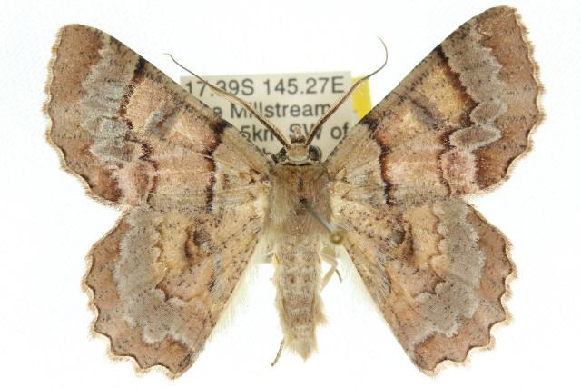 Hypodoxa paroptila