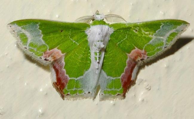 Protuliocnemis partita