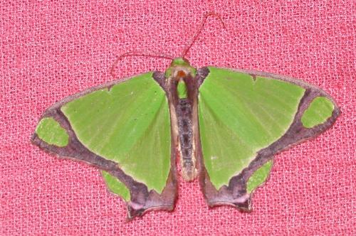 Agathia prasinaspis