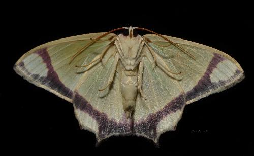 Agathia prasinaspis