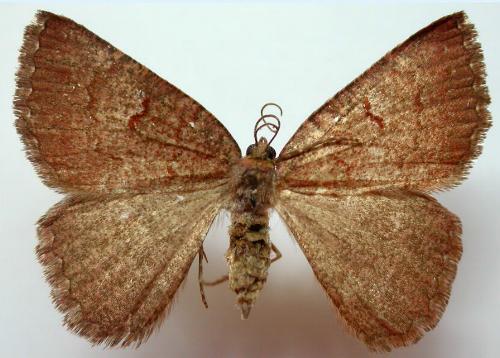 Apodasmia rufonigraria