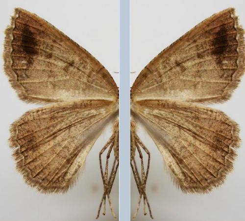 Apodasmia rufonigraria