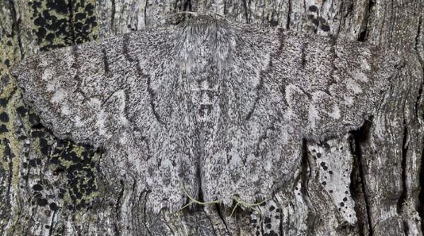 Crypsiphona tasmanica
