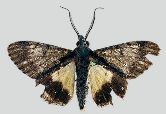 Rhuma thiobapta