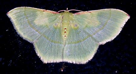 Metallochlora venusta