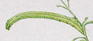 Cyneoterpna wilsoni