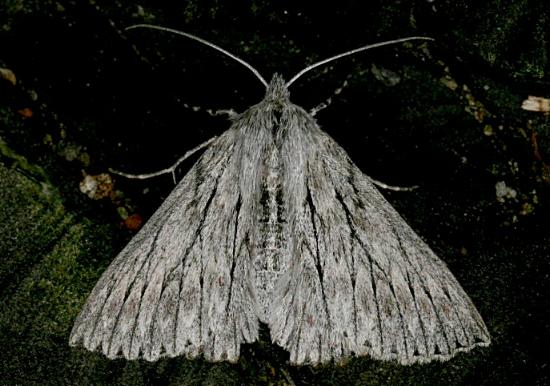 Cyneoterpna wilsoni