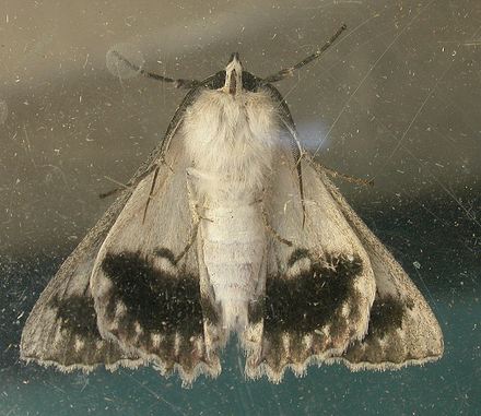 Cyneoterpna wilsoni