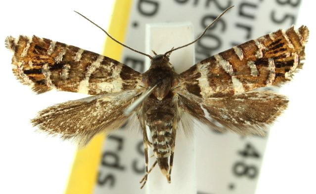 Glyphipterix asteriella