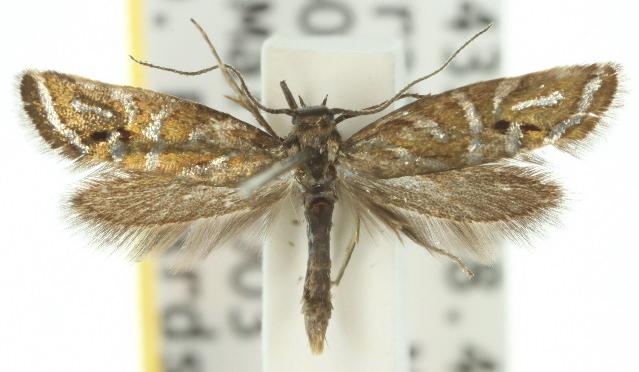 Glyphipterix cyanochalca