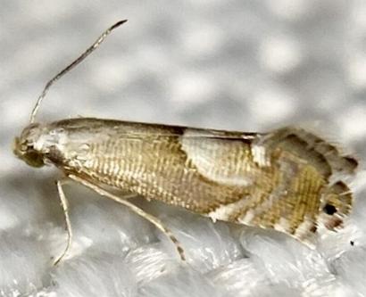 Glyphipterix harpogramma