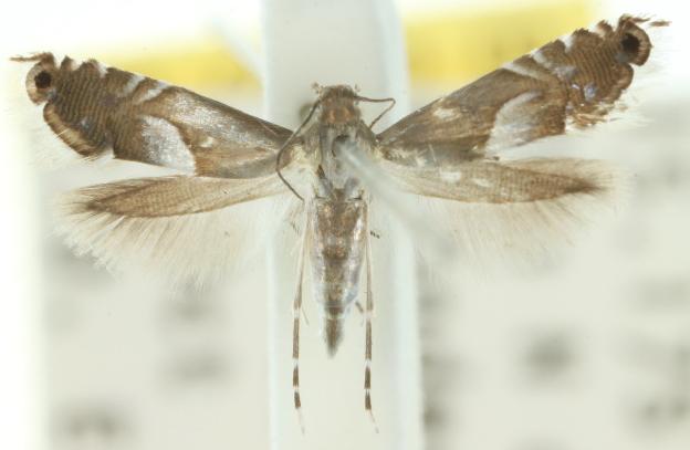 Glyphipterix harpogramma