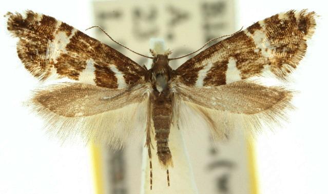 Glyphipterix leucoplaca