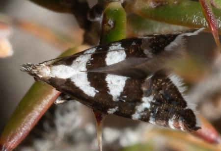 Glyphipterix leucoplaca