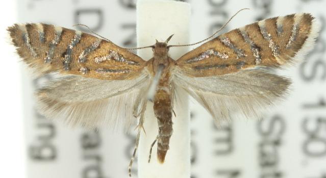 Glyphipterix perimetalla